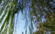 How to Care for een stervende Weeping Willow Tree