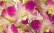 Kan ik Trim Orchid stengels wanneer de bloemen val uit de planten?