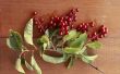Identificatie van het blad van een Berry Plant of Bush