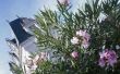 Hoe Plant een Oleander Hedge