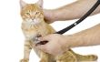Het bepalen van de gastro-intestinale problemen bij een kat