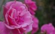 De kwaliteiten & kenmerken van de roos-bloem
