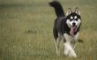 Lijst van honden die er als een Siberische Husky uitzien