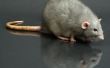 Wat zijn de gevaren van het hebben van ratten in de muren van een appartement?