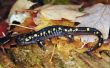 Welke soorten Habitats woon Salamanders In?