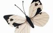 Is Aloysia Virgata een vlinder-Host?