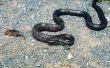Hoe te identificeren van een grote zwarte slang in Zuid-Carolina
