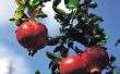 Hoe lang kan een granaatappelboom Live?