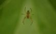 Zelfgemaakte Repellent Spider met plantaardige olie