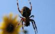 How to Get Rid van duizendpoten & spinnen in uw huis