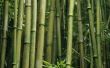 Voorkom plaatwerk bamboe zich verder verspreidt?