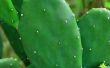 How to Grow Prickly Pear Cactus uit zaden