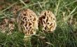 Wanneer te halen Morel paddestoelen in Oregon