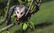 How to Make uw eigen Opossum-kostuum