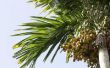 Hoe de zorg voor een Areca Palm Tree