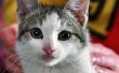 Fluoxetine voor katten met Urination angst