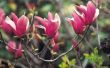 Moeten Magnolia planten zon of schaduw?