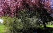 Is een Crabapple boom giftig voor honden?