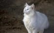 Hoe te identificeren een Angora kat