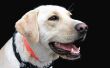 Holisic behandeling van degeneratieve artritis in een Labrador Retriever