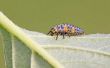 Veiligste Pest Control opties om gunstige tuin insecten