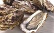 Kunnen de katten eten oesters?