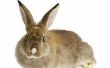 Hoe lang duurt het voordat de hormonen regelen na castratie of castratie van konijnen?