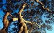 Hoe ouder een Live Oak Tree