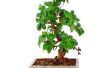 De beste planten voor bonsaibomen