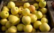 How to Grow gouden heerlijke appelbomen