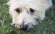 Hoe Heal droge & geïrriteerde huid op Cairn Terriers