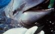 Vergelijking en Contrast van walvissen en dolfijnen