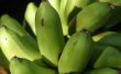 Hoe vertel ik het verschil tussen een banaan Plant & een weegbree Plant?