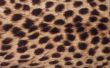Hoe te te verfraaien van de Cake van een Cheetah