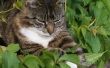 Herbicide vergiftiging bij katten