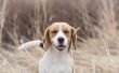 Hoe te stoppen met omgekeerde niezen bij honden