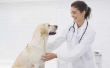 Wat zijn de behandelingen voor UTI bij honden?
