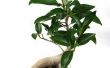 De zorg van Ginseng Ficus Bonsai planten