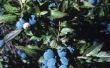 De verschillen tussen Highland Blueberry & laagland Blueberry struiken