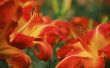 Wat Is het verschil tussen een Tiger Lily en een Daglelies?