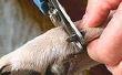 Hoe te knippen een moeilijke hond Claws/nagels