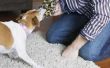 Hoe om te voorkomen dat een hond kauwen het tapijt