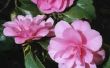 Is een Camellia Plant giftig voor katten?