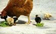 How to Build een Amish kippenhok