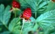 Groeistadia van de Raspberry Plant