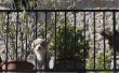 Hoe maak je een balkon geschikt voor honden