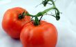 Bruine vlekken op Homegrown tomaten