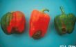 How to Grow Peppers