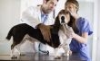 Nationaal erkende veterinair assistent cursussen