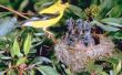 Hoe maak je een Nest voor een Finch